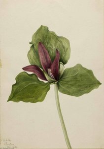 Giant Trillium (trillium Chloropetalum) — Mary Vaux Walcott