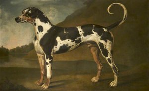 A Harlequin Great Dane Called 'turpin' — Thomas Stringer