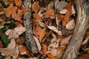 Fallen Leaves — Mariko Asayama