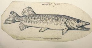 Study Of A Pike With Fish Hook — Benjamin West