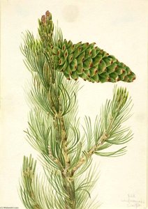 Limber Pine (pinus Flexilis) — Mary Morris Vaux Walcott