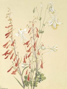 Untitled Flower Study — Mary Vaux Walcott