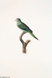 Brotogeris Pyrrhopterus — Jacques Barraband