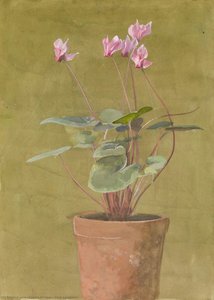 Pink Cyclamen — Fidelia Bridges, Pre-raphaelite