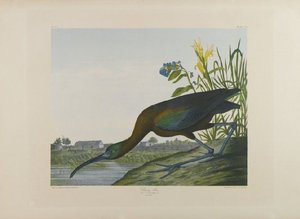 Glossy Ibis — John James Audubon