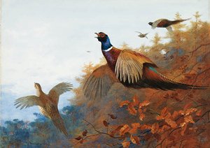 Breaking Out Of Cover. Pheasant In Flight — Archibald Thorburn