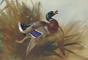 Mallard Duck — Archibald Thorburn