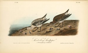 Sanderling Sandpiper. 1. Winter Plumage. 2. Summer — John James Audubon