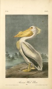 American White Pelican. Male — John James Audubon