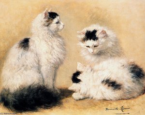 Studies Into A Maine Coon Sun — Henriette Ronner Knip