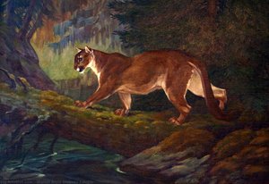Cougar — Walter Alois Weber