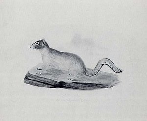Line Tail Squirrel, (painting) — Titian Ramsay Peale