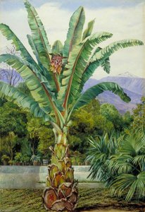 Abyssinian Ensete In A Garden In Teneriffe — Marianne North