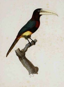 Pteroglossus Flavirostris — Jacques Barraband