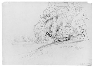 Trees And Dog — David Johnson