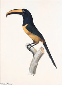 An Aracari Species — Jacques Barraband
