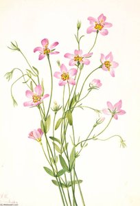 Saltmarsh Rosegentian (sabbatia Stellaris) — Mary Vaux Walcott