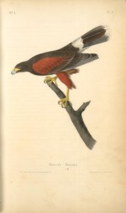 Harris's Buzzard — John James Audubon