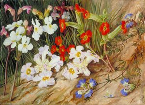 Root Parasites And Blue Blepharis, Port Elizabeth — Marianne North