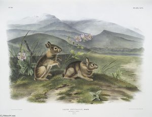 Lepus Nuttallii, Nuttall's Hare — John James Audubon