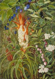 Berry Bearing Tasmanian Shrubs — Marianne North, Botanical Illustration