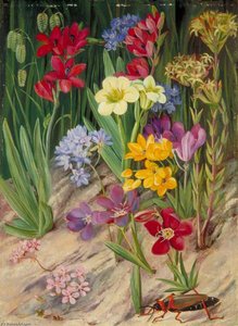 Flowers Of Tulbagh, South Africa — Marianne North