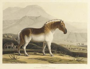 The Quahkah. No. 15, From African Scenery And Animals — Samuel Daniell