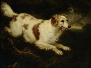 'dash', A Spaniel — Charles Henry Schwanfelder