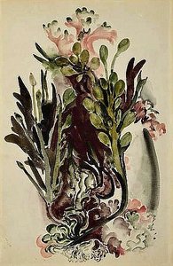 Seaweed — Georgia O'keeffe