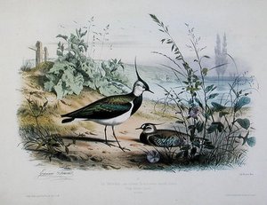 Female And Male Lapwing