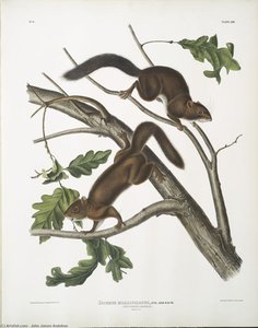 Sciurus Mollipilosus, Soft-haired Squirrel. Natural Size — John James Audubon