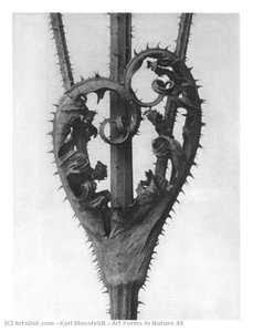 Art Forms In Nature 44 — Karl Blossfeldt, German Expressionism