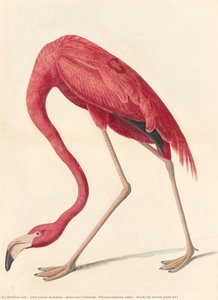 American Flamingo (phoenicopterus Ruber), Study For Havell Plate 431 — John James Audubon