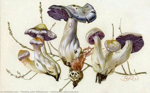 Cortinarius Alboviolaceus — Timothy John Williamson