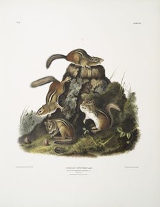 Tamias Lysterii, Chipping Squirrel, Hackee, ^c. Natural Size. Male, Female And Young, First Autumn — John James Audubon