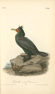 Double-crested Cormorant. Male — John James Audubon