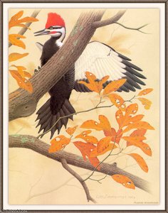 pileated woodpecker