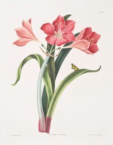 Amaryllis Purpurea (major) — Robert Havell