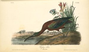 Glossy Ibis. Adult Male. — John James Audubon