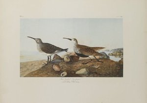 Red-backed Sandpiper And Pectoral Sandpiper — John James Audubon