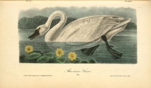 American Swan. Male — John James Audubon