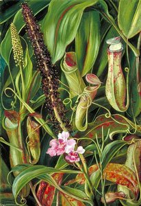 Foliage, Pitchers And Flowers Of A Bornean Pitcher Plant, And An Orchid — Marianne North