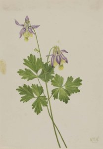 Shortspur Columbine (aquilegia Brevistyla) — Mary Morris Vaux Walcott