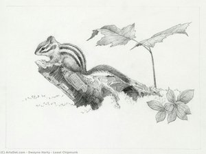 Least Chipmunk