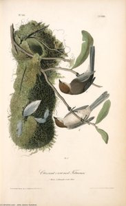 Chesnut-crowned Titmouse. 1. Male. 2. Female And Nest — John James Audubon