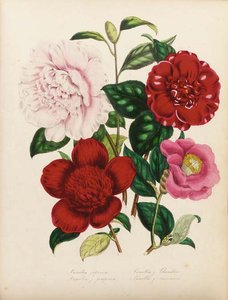 The Ladies' Flower Garden - (14) — Jane Loudon