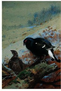 Black Game In Winter — Archibald Thorburn