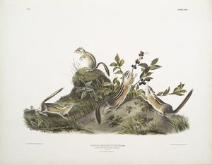 Tamias Quadrivitatus, Four-striped Ground Squirrel. Natural Size. 1. Male, 2. Female, 3 ^ 4. Young — John James Audubon