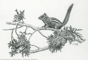 Yellow-pine Chipmunk