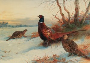A Cock And Two Hen Pheasant In A Winter Landscape — Archibald Thorburn